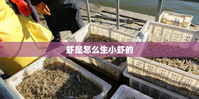 虾是怎么生小虾的