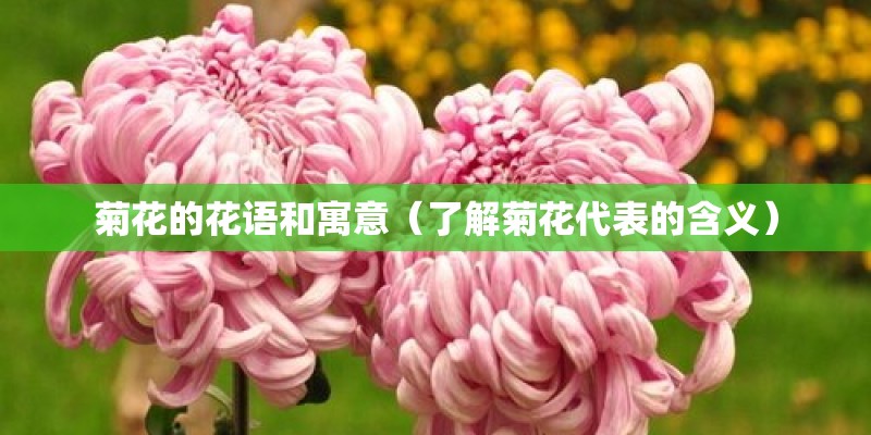 菊花的花语和寓意（了解菊花代表的含义）