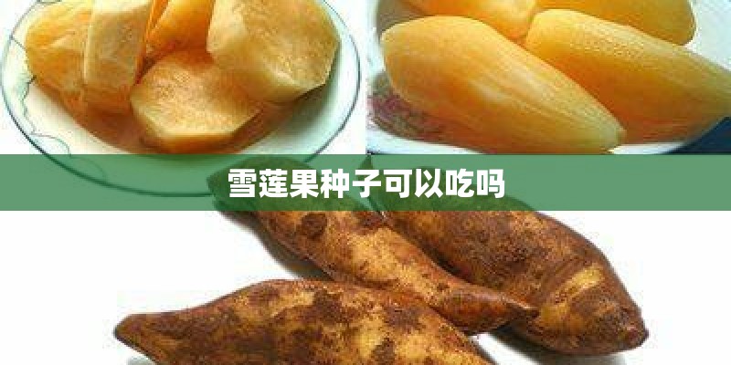 雪莲果种子可以吃吗