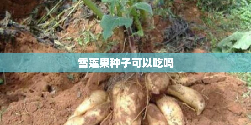 雪莲果种子可以吃吗