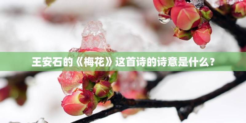 王安石的《梅花》这首诗的诗意是什么？