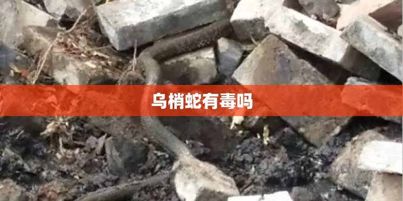 乌梢蛇有毒吗