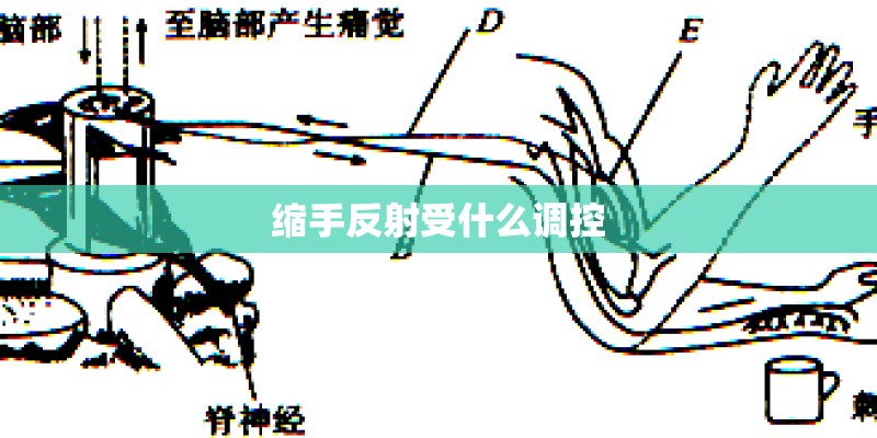 缩手反射受什么调控