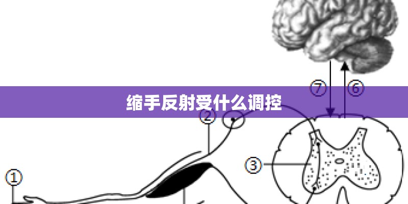 缩手反射受什么调控