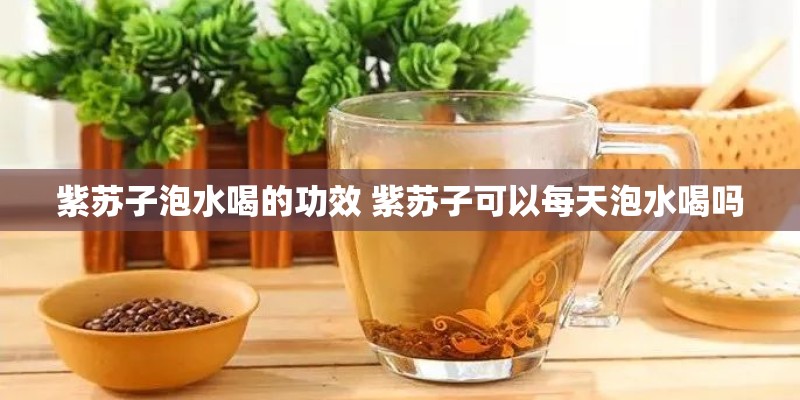 紫苏子泡水喝的功效 紫苏子可以每天泡水喝吗