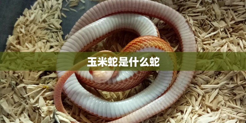 玉米蛇是什么蛇