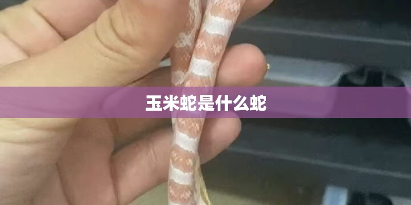 玉米蛇是什么蛇