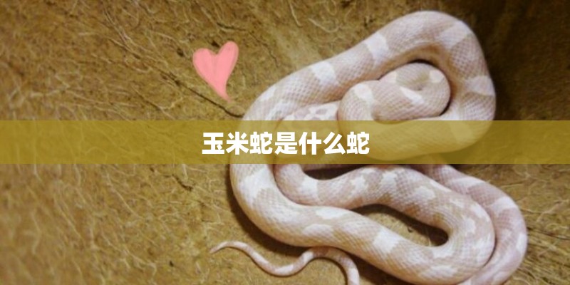 玉米蛇是什么蛇