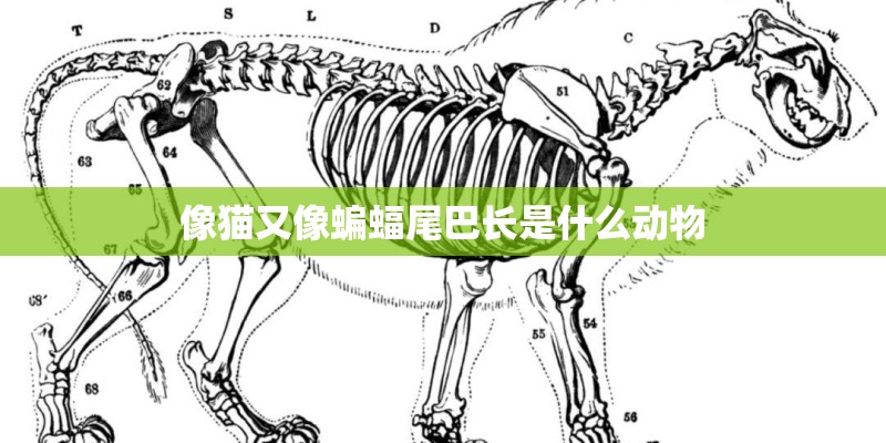像猫又像蝙蝠尾巴长是什么动物