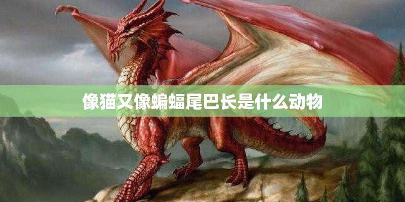 像猫又像蝙蝠尾巴长是什么动物