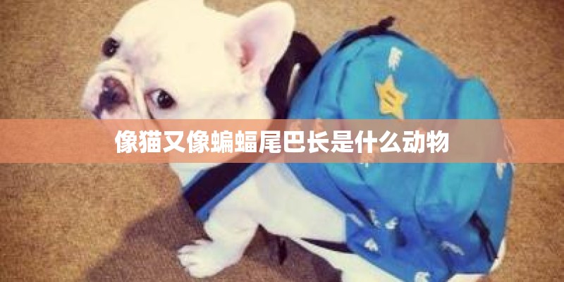 像猫又像蝙蝠尾巴长是什么动物