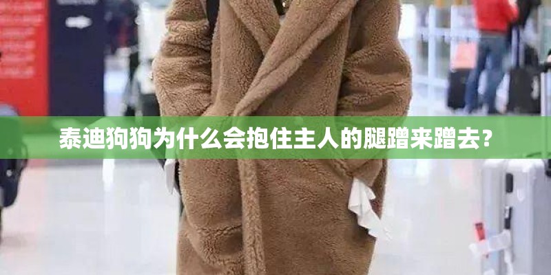 泰迪狗狗为什么会抱住主人的腿蹭来蹭去？