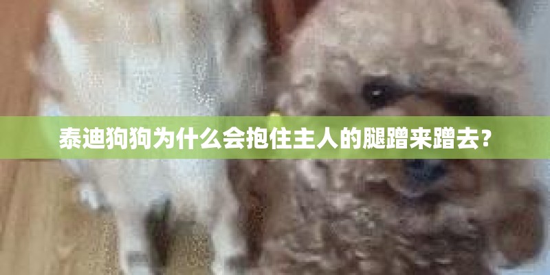 泰迪狗狗为什么会抱住主人的腿蹭来蹭去？
