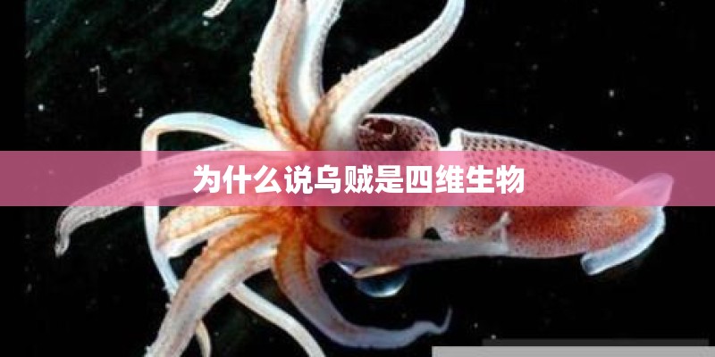 为什么说乌贼是四维生物