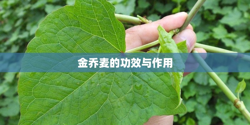 金乔麦的功效与作用