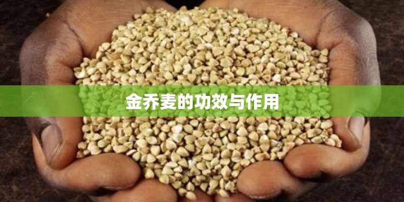 金乔麦的功效与作用