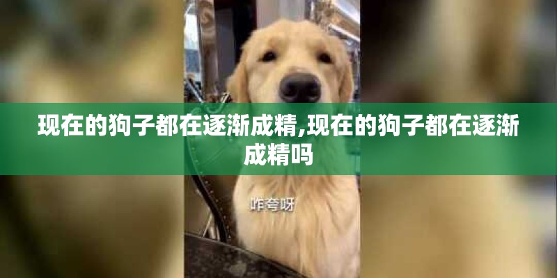 现在的狗子都在逐渐成精,现在的狗子都在逐渐成精吗