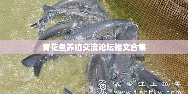 青花鱼养殖交流论坛推文合集
