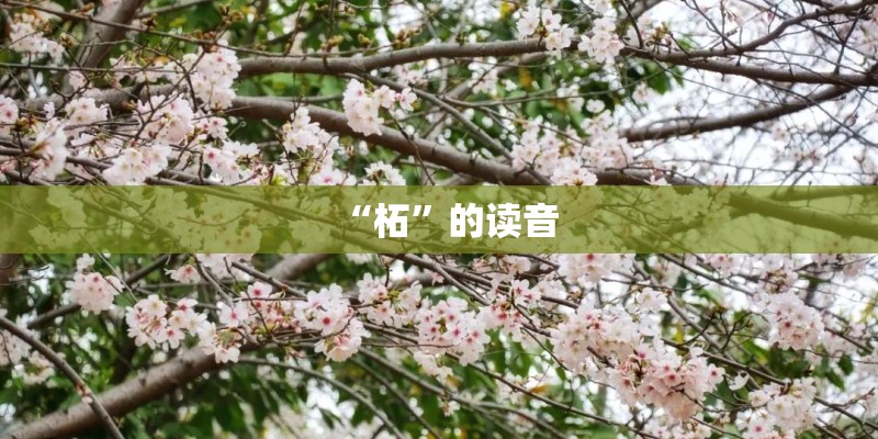 “柘”的读音