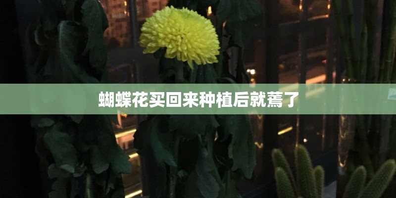 蝴蝶花买回来种植后就蔫了 蝴蝶花买回来种植后就蔫了