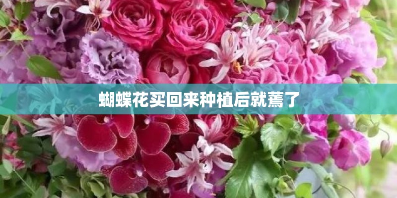 蝴蝶花买回来种植后就蔫了 蝴蝶花买回来种植后就蔫了