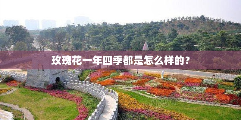玫瑰花一年四季都是怎么样的？