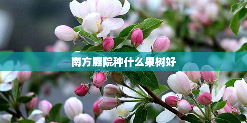 南方庭院种什么果树好