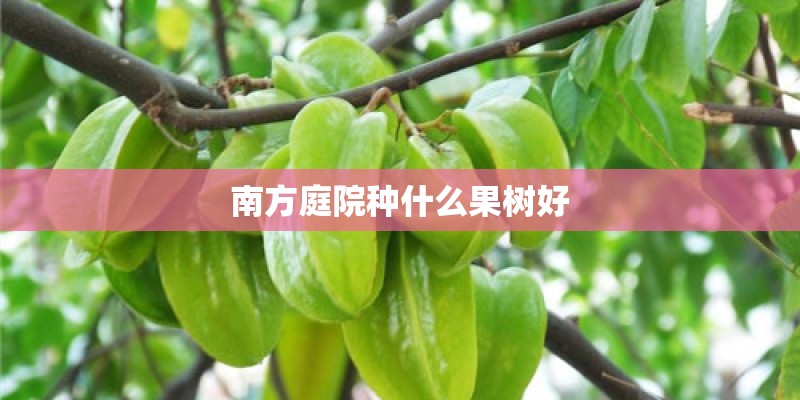 南方庭院种什么果树好