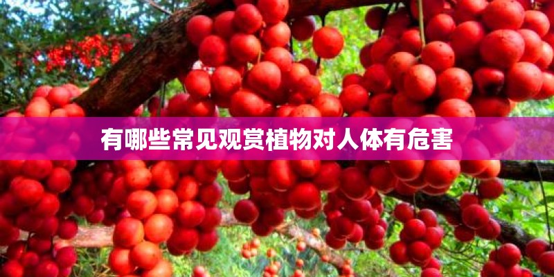 净化空气吸甲醛最好的植物排名
