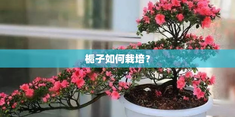 栀子如何栽培？