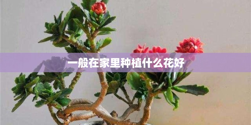 像灯笼一样的花 什么名字 有