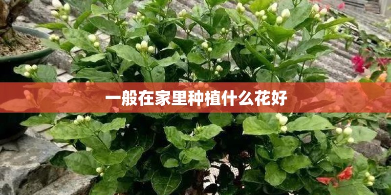 一般在家里种植什么花好