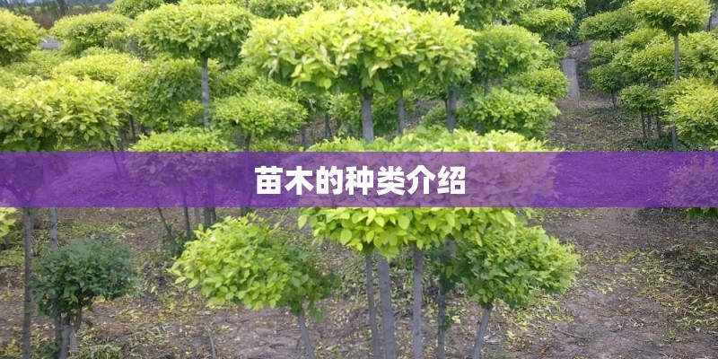 苗木的种类介绍