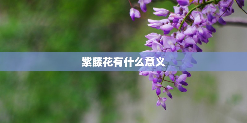 紫藤花有什么意义 紫藤花有什么意义