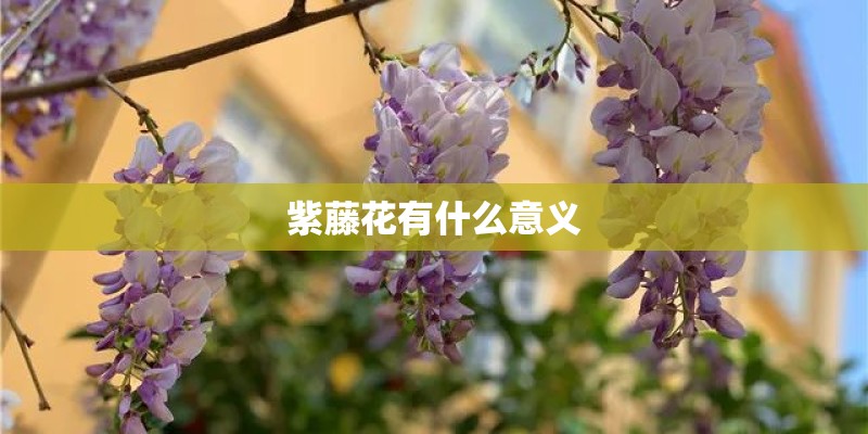 紫藤花有什么意义 紫藤花有什么意义