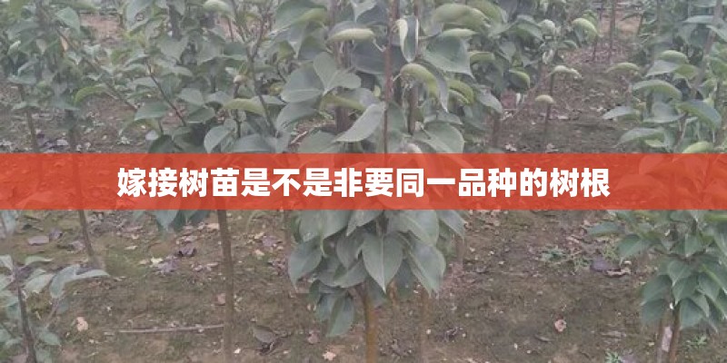 嫁接树苗是不是非要同一品种的树根