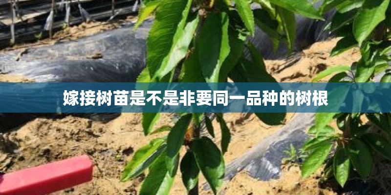 嫁接树苗是不是非要同一品种的树根