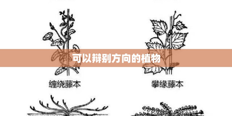 可以辩别方向的植物