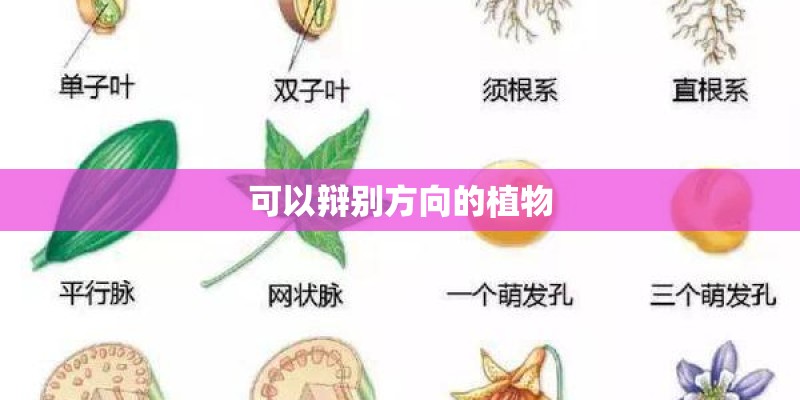 可以辩别方向的植物
