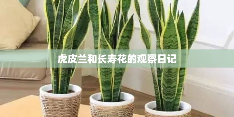 虎皮兰和长寿花的观察日记