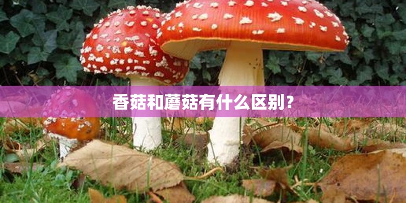 香菇和蘑菇有什么区别? 香菇和蘑菇有什么区别?