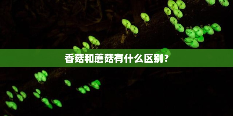 香菇和蘑菇有什么区别? 香菇和蘑菇有什么区别?