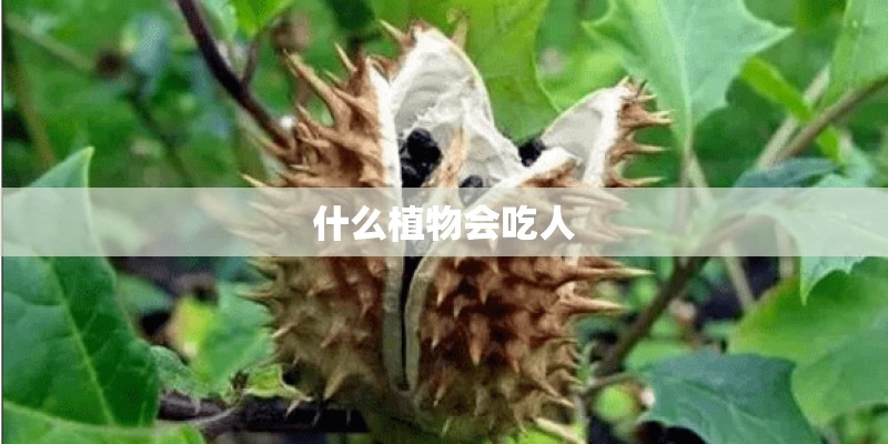 什么植物会吃人