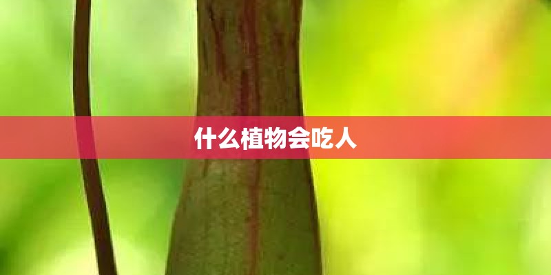 什么植物会吃人