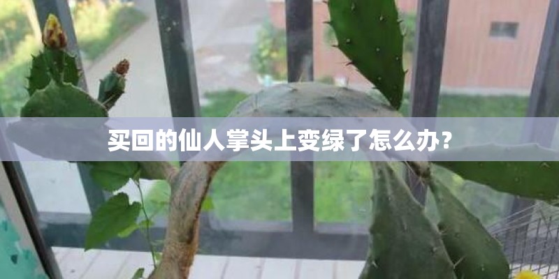 买回的仙人掌头上变绿了怎么办？
