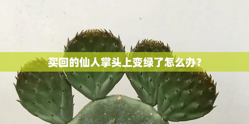 买回的仙人掌头上变绿了怎么办？