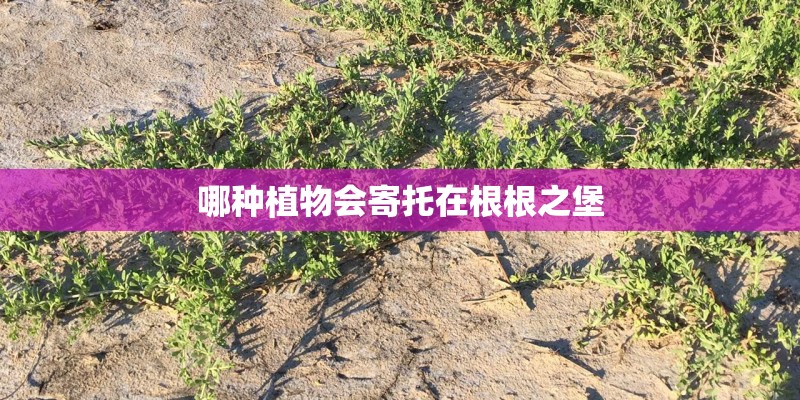 哪种植物会寄托在根根之堡