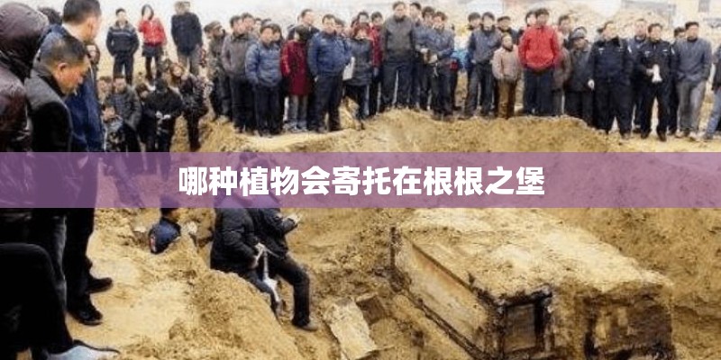 哪种植物会寄托在根根之堡