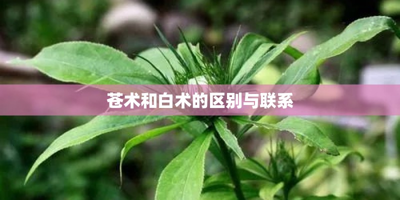 苍术和白术的区别与联系