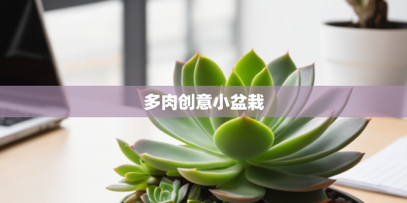 多肉创意小盆栽
